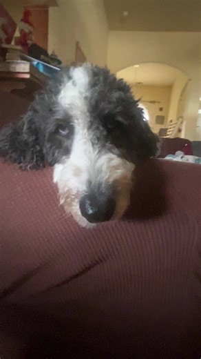 Sheepadoodle Dogs: Adorable Trends to Watch