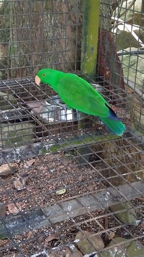 Eclectus Parrot #shortvideo #foryou #shorts #animals