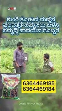 #Shuntifarming #gingerfarming #gingerbread #gingerfertilizer