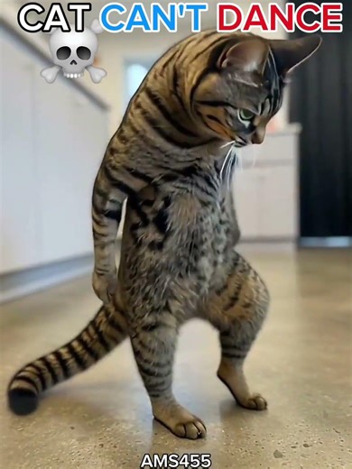 cat can't dance #cat #trolledit #trollfaceeditz