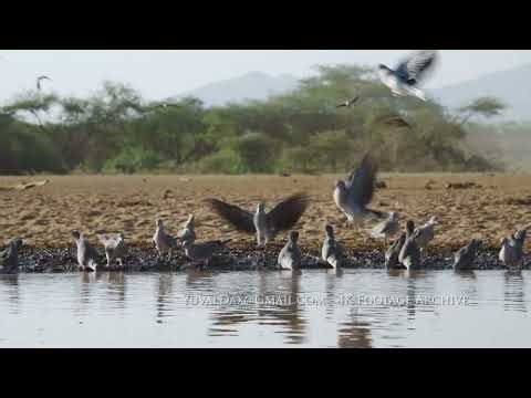 African mourning Doves at waterhole hide / KENYA