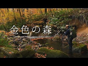 [Nature photography] Photographing autumn leaves in the Golden Forest/Beech Primeval Forest