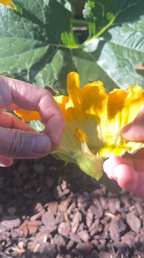 6K views · 37 reactions | No bee no problem hand pollinator this way ✅❤️️ #morning #pollinators #homegrown #backyardgarden | GrowwithChea | Facebook