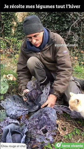 Récolter des légumes en hiver, c’est possible !