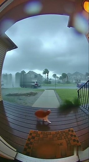 Ring Cam Captures Cat Struggling Through a Hurricane — and a Heroic Save! 🌪️🐱