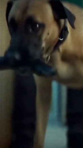 Brave Dog Stops Armed Robbery 🐶💪 | Real Store Footage