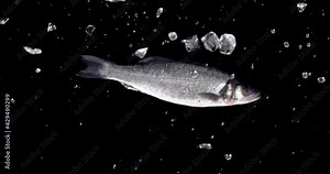 SUPER SLOW MOTION Raw salmon fish flying along with ice cubes and water drops on black background. Shot with high speed camera, 420 FPS