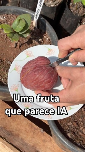 😳🍎 Quando Cortei Essa Fruta Não Acreditei😲! World's Strangest Fruit / Alien Fruit #viral