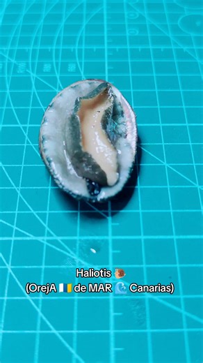 Haliotis 🐌 (Oreja 🇮🇨 de Mar) - Curiosidades y reproducción en acuarios