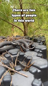 You, stepped on it You, tried to hit it with a tool You, started screaming and stomping Perception is key * * * #explore #explorepage #blackracer #nature #gatorboysouth | Donovan Lindo