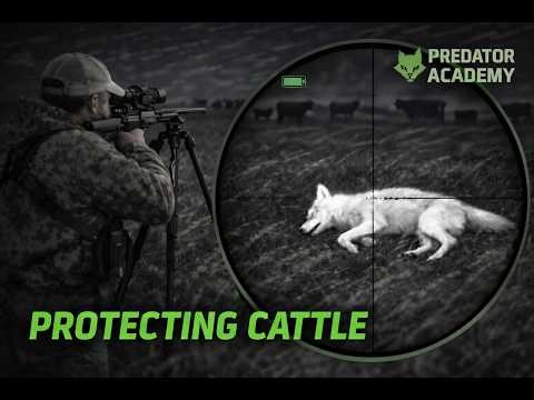 Protecting Cattle from Coyotes | Thermal Night Hunt in High Wind