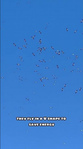 4 Amazing Facts You Didn’t Know About Storks!