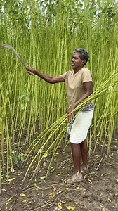 Amazing Jute Farming Process in Indian Village #reels | Got talent India’s