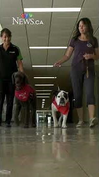 University of Saskatchewan researchers studying experiences of therapy dogs