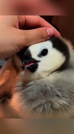 "The penguin 🐰". #cute #animals #pingüinos #funnyvideo #pingüinolindo