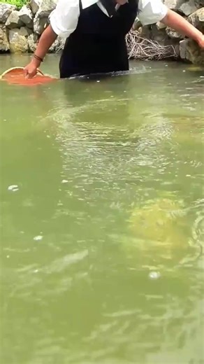 2.6K views · 47 reactions | Giant clams, rare cat's eye pearls | Pearl Hunter | Facebook