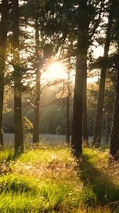 Field, Sunset, Forest. Free Stock Video