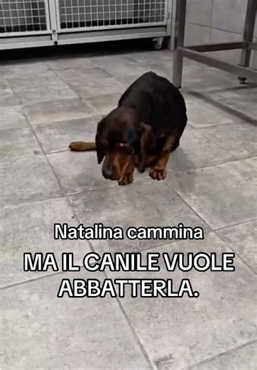 Sostieni Natalina: Salviamo un Cane in Pericolo