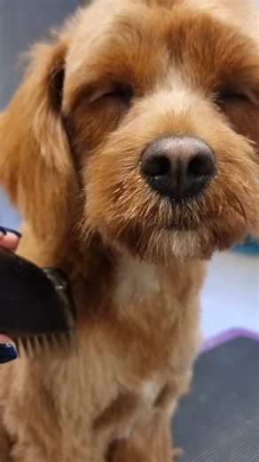 Cute cavapoo puppy grooming ❤️ #puppy