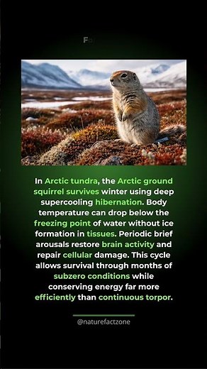 This squirrel survives being below freezing. Arctic ground squirrels survive winter b...