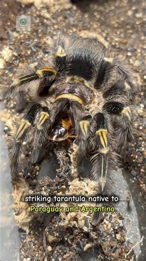 Chaco Golden Knee Tarantula 🕷️ "The Tarantula with Gold on Its Knees! 💛"#shorts #shortvideo#viral#1k