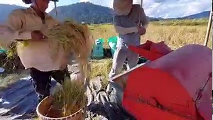 9.5K views · 149 reactions | 5TD-80 paddy thresher machine is a machine that helps farmers harvest. This machine suit for small-scale paddy growers, it can work on muddy, rugged paddy growing land. | Dawn Agro Machinery | Facebook