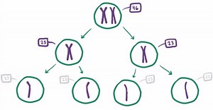 Revealing More About the Genetic Mechanisms Underlying Down Syndrome | Genetics And Genomics