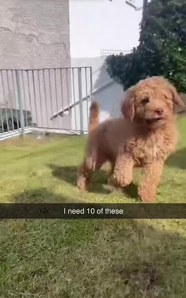 The first of many zoomies #puppy #dog #zoomies