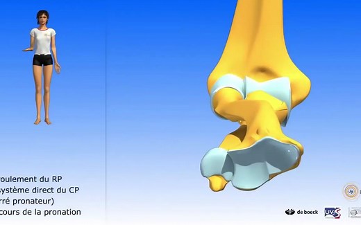 【搬运】如何用3D学解剖【How to Learn Anatomy in 3D】；各关节运动；肩胛骨；肩肱节律；声带；胸小肌；喙肱肌；骨盆