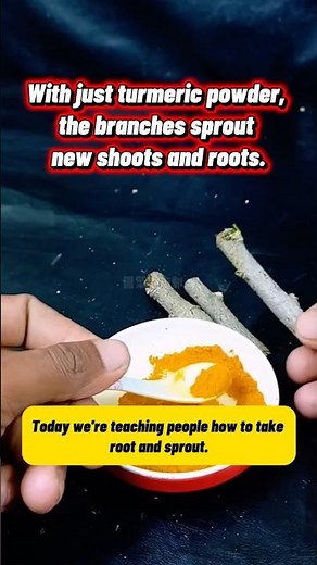 Only Turmeric Powder 🌱 Make Plant Cuttings Sprout & Root Fast | Natural Rooting Trick