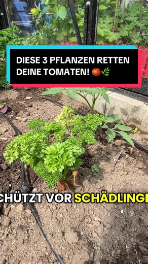 Tomaten-Beetpartner: 3 Pflanzen & 1 Fehler