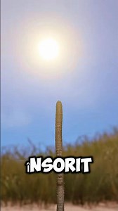 HOW TO FIND NORTH USING JUST A STONE AND THE SUN!(credits:@zackdfilms)