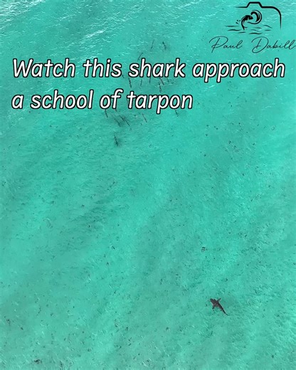 1.8M views · 4.1K reactions | Drone Week In Review: Bull Sharks, Tarpon, Turtles, Jacks, Big Waves & Surfers | Paul Dabill Photography | Facebook
