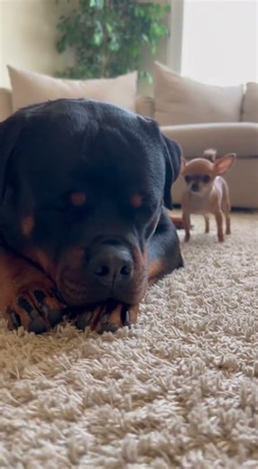 Style Visual Texture Clear paw movement on rug fibers slight compression visible Lighting Quali