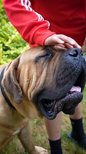 1.8K views · 68 reactions | The kids are gathered around Balto, and...