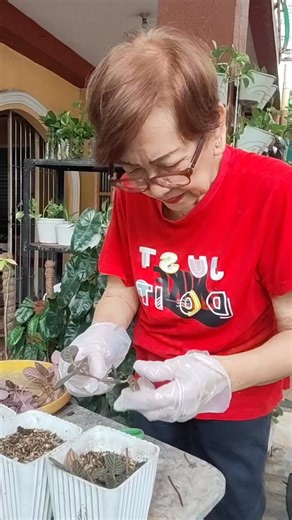 Planting choco episcia cupreata plants #episciacupreatacommonname | Jovita Dionisio