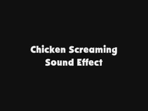 Chicken Screaming SFX