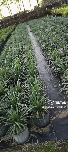 Liriope Plants for Outdoor Gardens in Florida