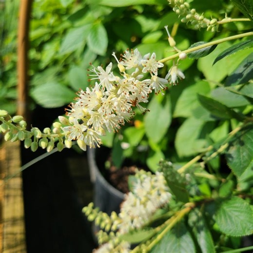 Clethra alnifolia Summersweet | Southern Branch Nursery