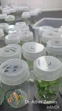 Micropropagation of Gardenia in one of the tc lab, UK where I have been engaged as Advisor.