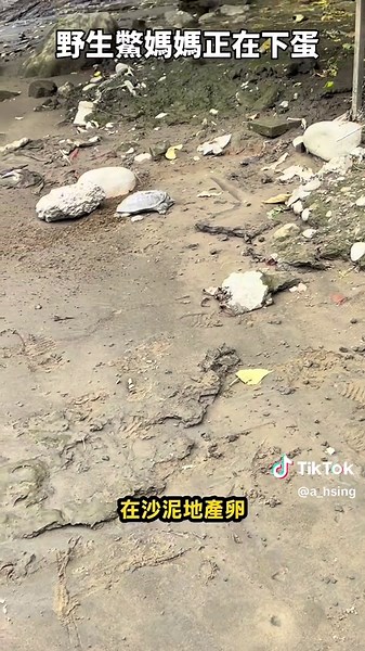 野生鱉媽媽下蛋全紀錄