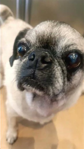 who took the cookie from the cookie. jar