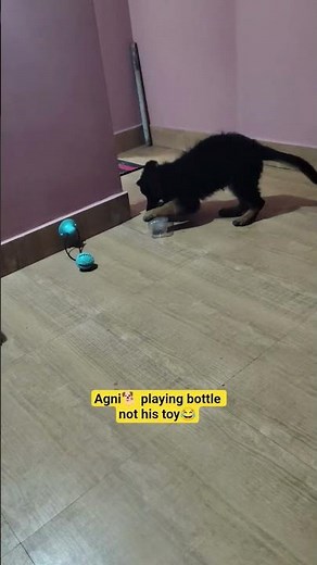 World’s Cutest German Shepherd Puppy