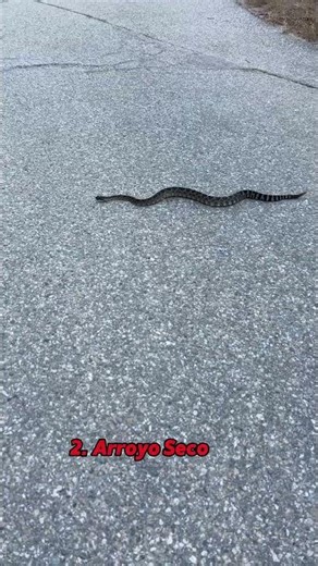 3 Snake Encounters On SoCal Trails