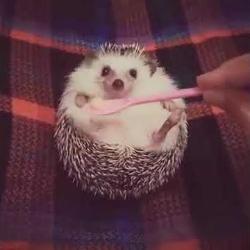 Hérisson trop mignon