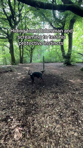 Testing Doberman's Protective Instincts with Fun Play