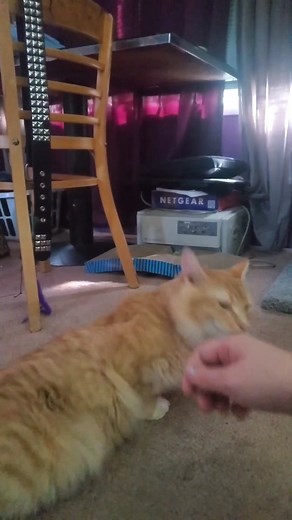 Understanding Cerebellar Hypoplasia in Cats: Meet Stables the Wobbly Cat