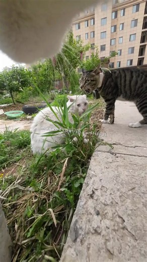 Maxwell the Cat: The Neighborhood Protector
