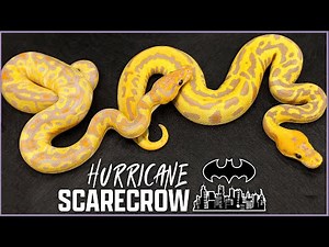 Hurricane Scarecrow Clutch! - Background & 2021 results