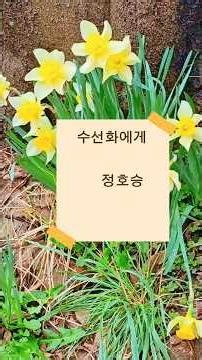 정호승시인의 수선화에게#정호승수선화에게#힐링자연#수선화